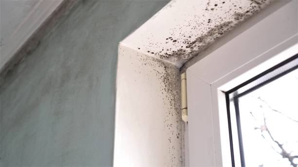 Best Toxic Mold Removal  in Pilot Point, TX