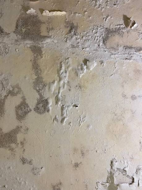 Best Mold Remediation  in Pilot Point, TX