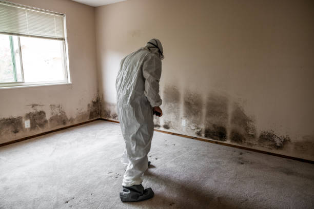 Mold Removal and Inspection in Pilot Point, TX