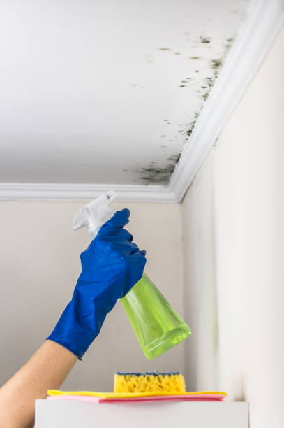 Certified Mold Removal in Pilot Point, TX